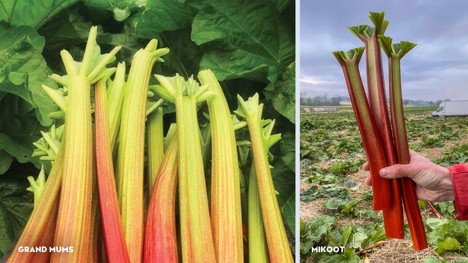 French_Rhubarb_Le_Domaine_de_la_Source_Grand_Mums_Mikoot_Rhubarb_from_France_in_Dubai_WISK_UAE.jpg
