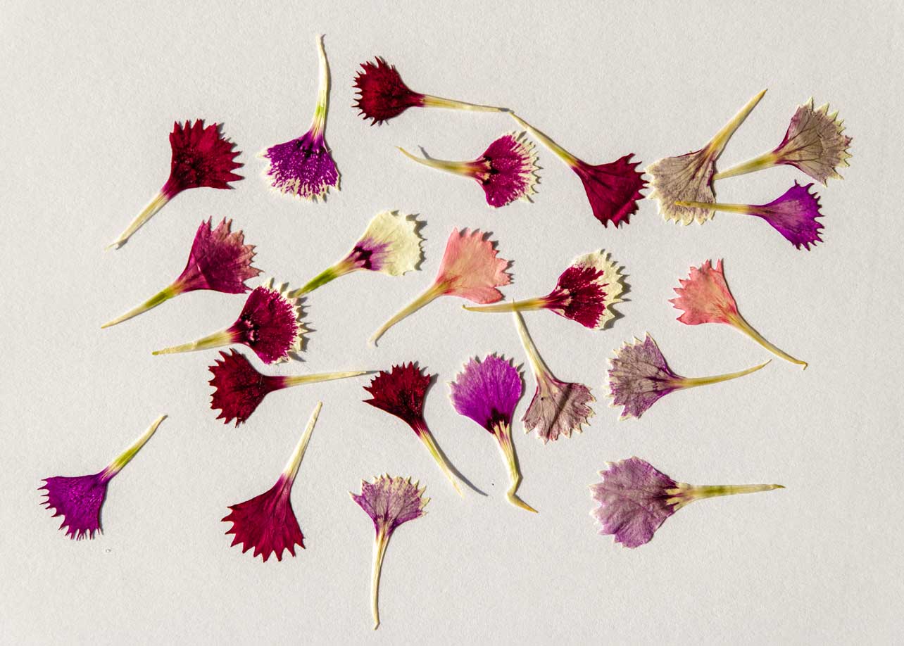 New Leaf - Press-dried Flowers