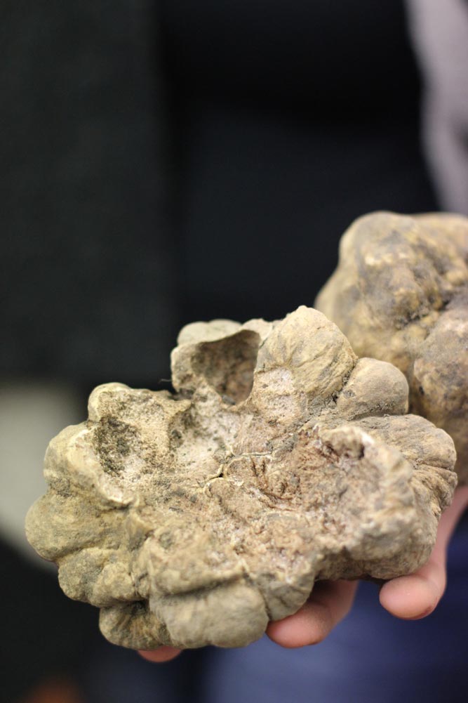 WISK Dubai Truffles, Preserved Truffle Products and Frozen Mushrooms