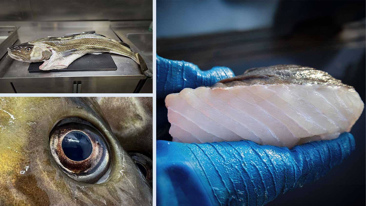 Dundrun-Norwegian-Seafood-WISK-UAE-Dubai-Norway-Ikejime-Cod.jpg