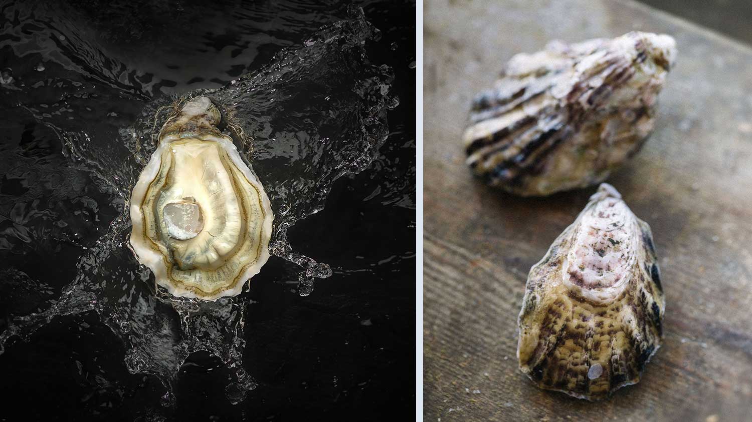 La_Perla_del_Delta_Oysters_Tarbouriech_Italy_WISK_Dubai_UAE.jpg