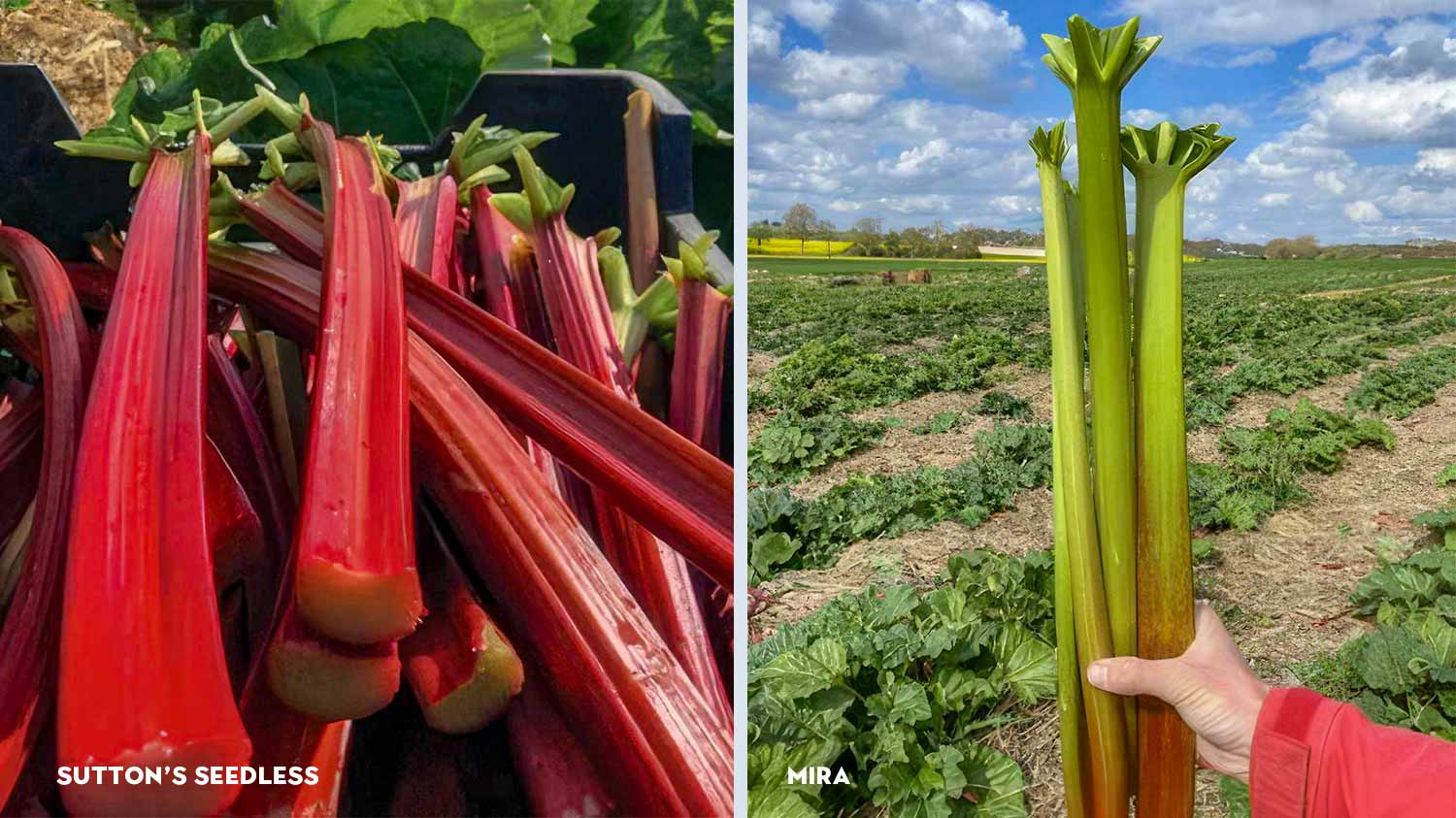 French_Rhubarb_Le_Domaine_de_la_Source_Suttons_Seedless_Mira_Rhubarb_from_France_in_Dubai_WISK_UAE.jpg