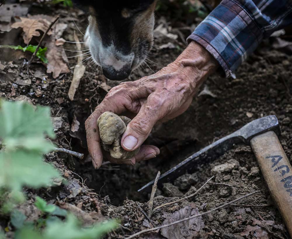 WISK Dubai Truffles, Preserved Truffle Products and Frozen Mushrooms