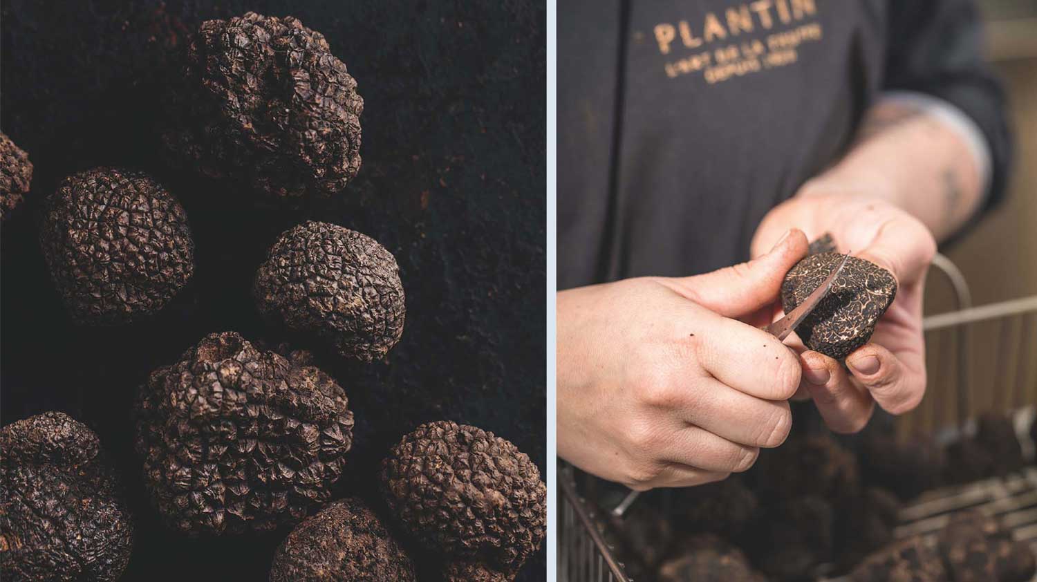 Plantin-French-Truffle-WISK-UAE-Dubai-artisan-harvesting-melanosporum.jpg
