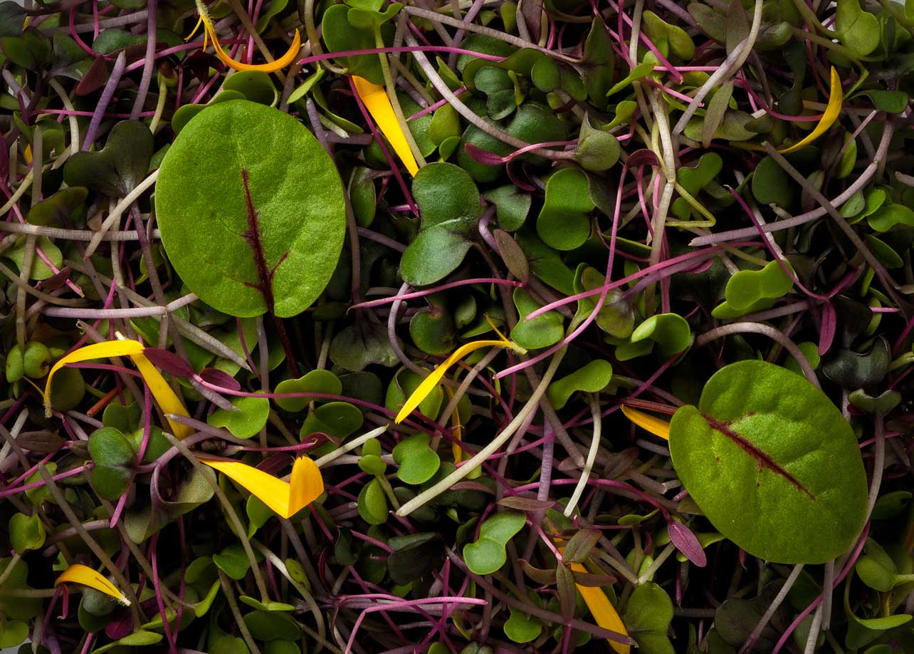 New Leaf - Salad Mixes