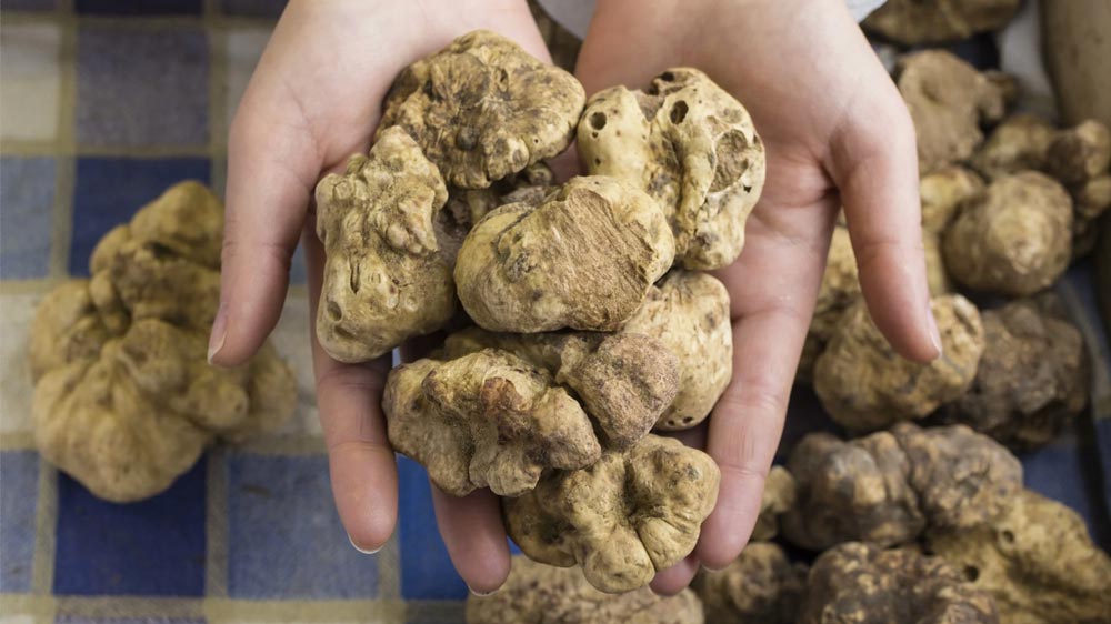 WISK Dubai Truffles, Preserved Truffle Products and Frozen Mushrooms