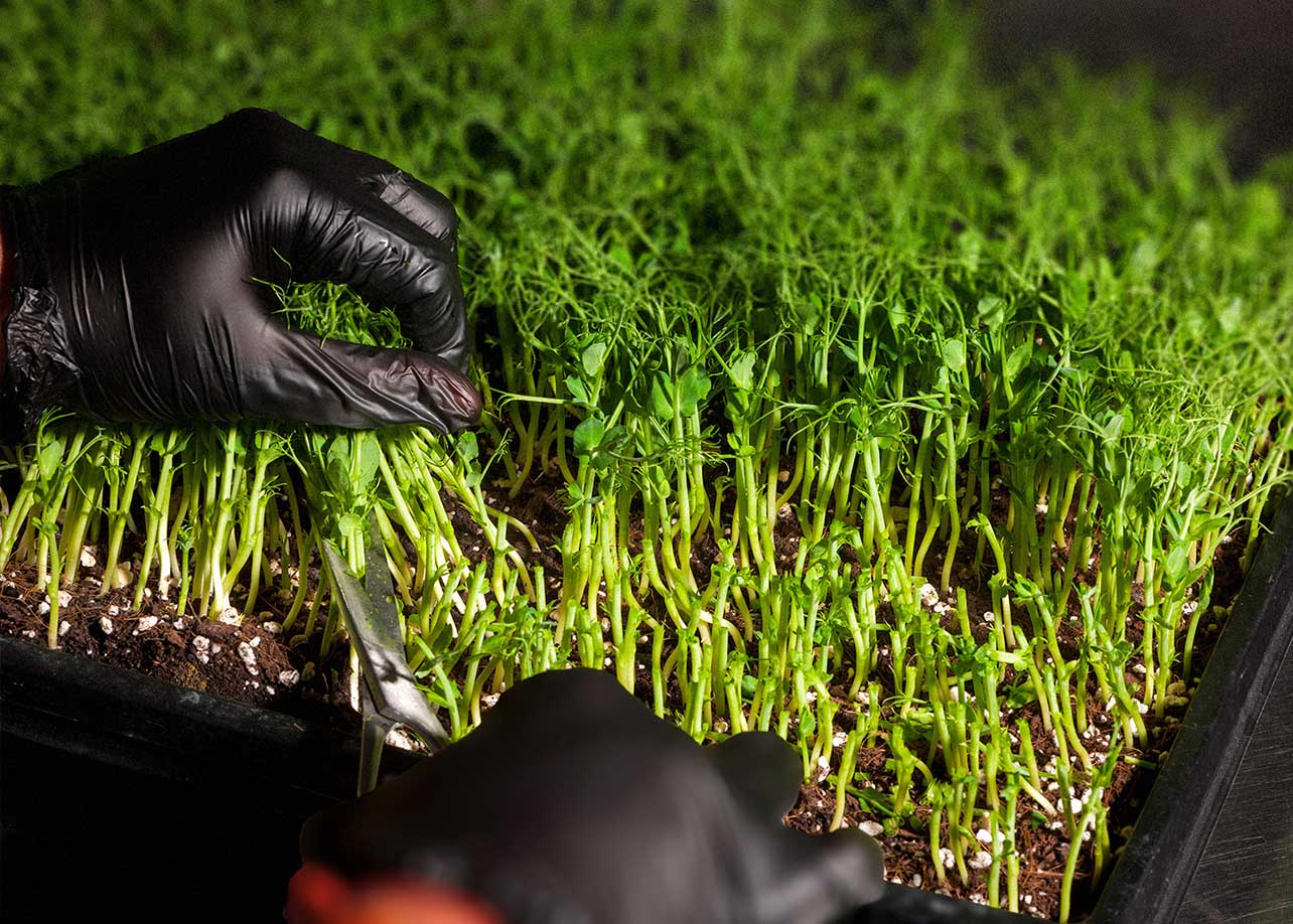 Hand reared microgreens