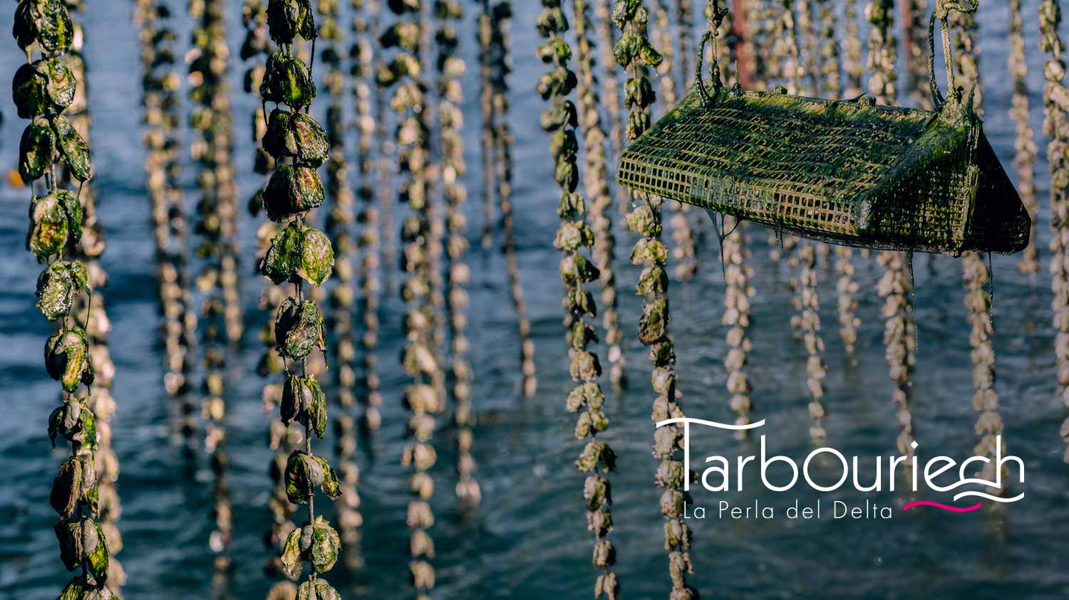 La_Perla_del_Delta_Oysters_Tarbouriech_Italy_WISK_UAE_Dubai.jpg