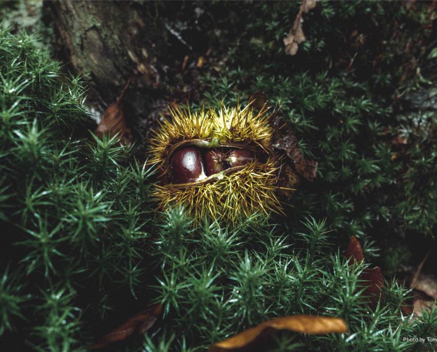 Wisk - December Seasonal Highlights