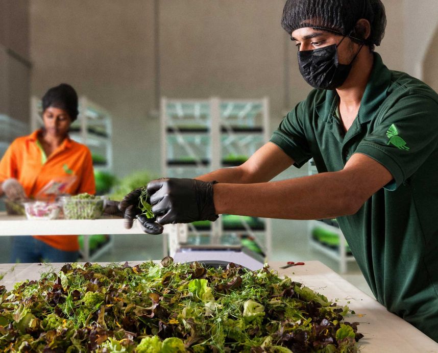 Partnership with New Leaf – soil-grown microgreens