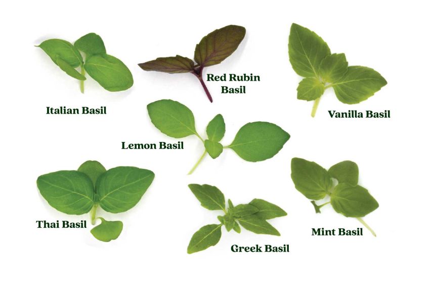 Basils Collection