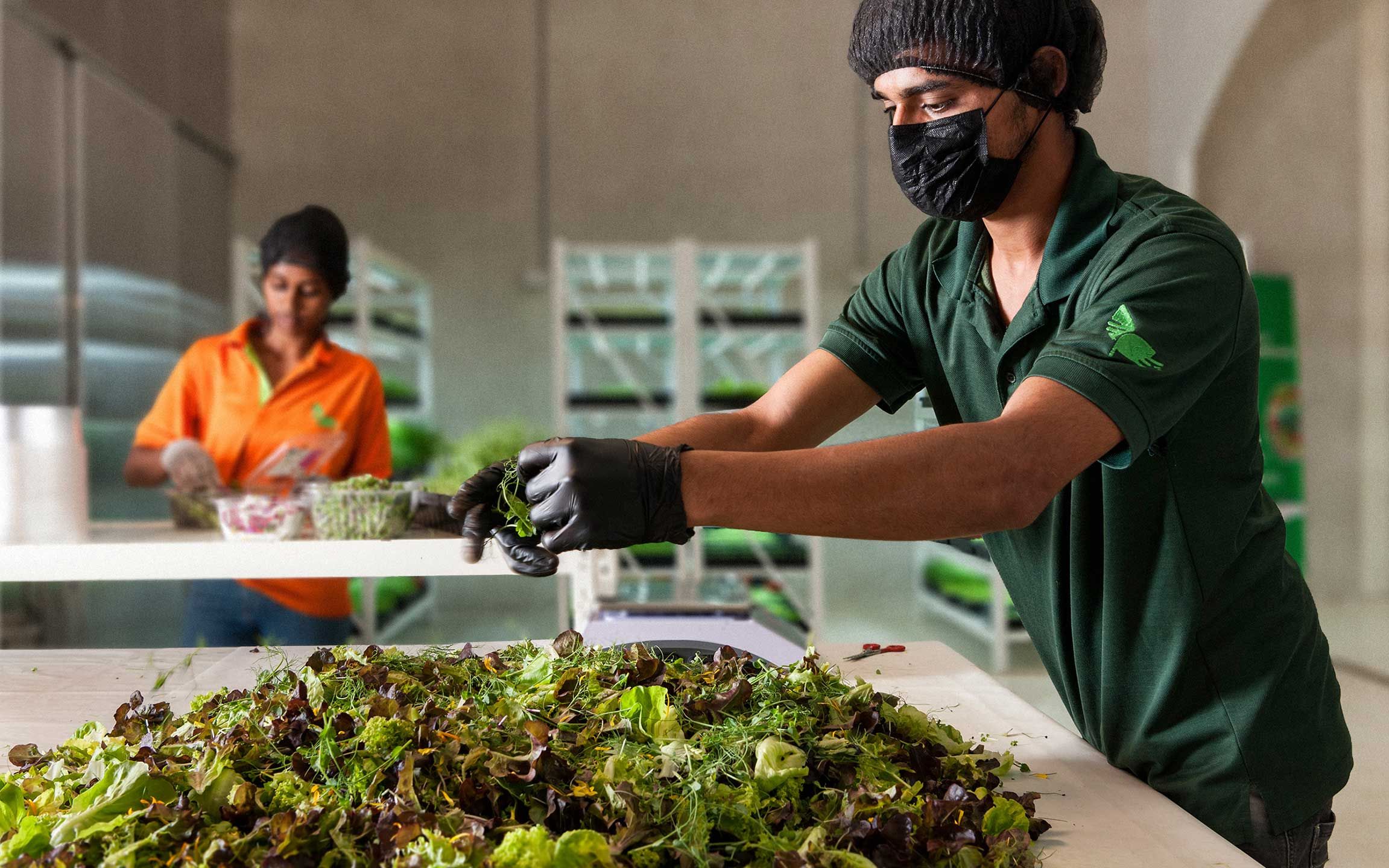Partnership with New Leaf – soil-grown microgreens