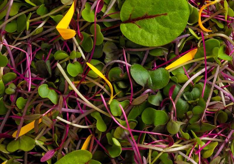 Microgreen Mixes & Lettuce