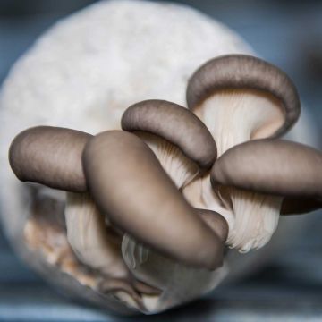 Below_Farm_WISK_Dubai_United_Arab_Emirates_Oyster_Mushroom_Growing.jpg