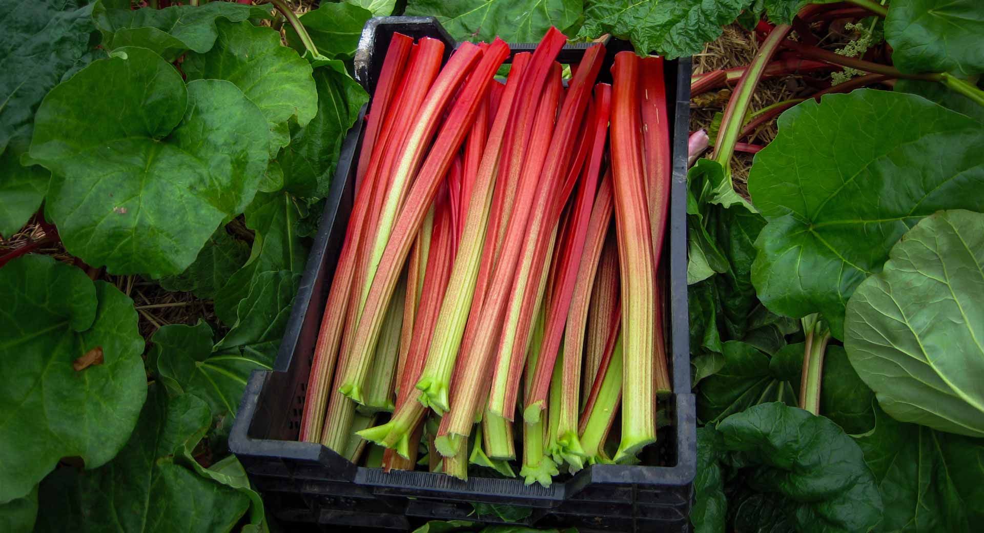 There is 100 types of rhubarb in Somme