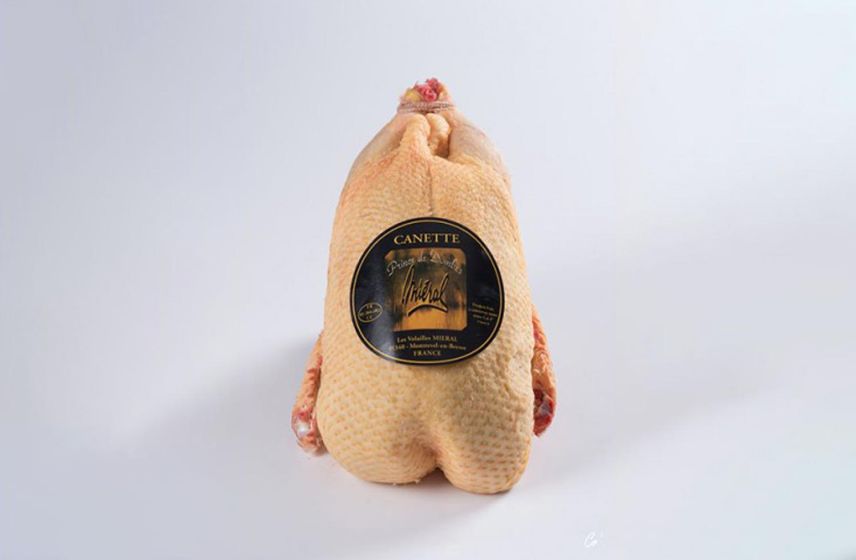 Prince de Dombes Barbary Duck