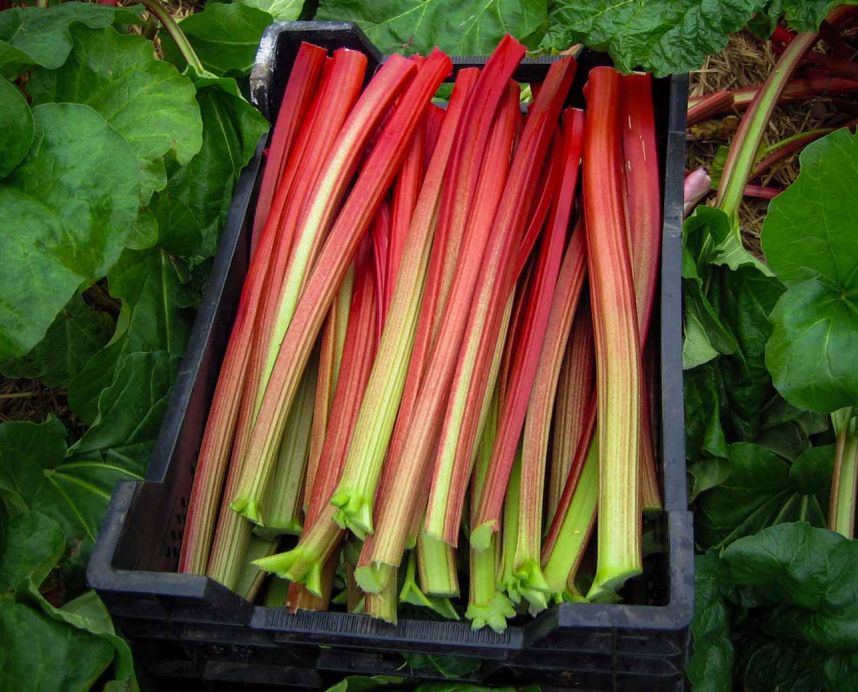 There is 100 types of rhubarb in Somme