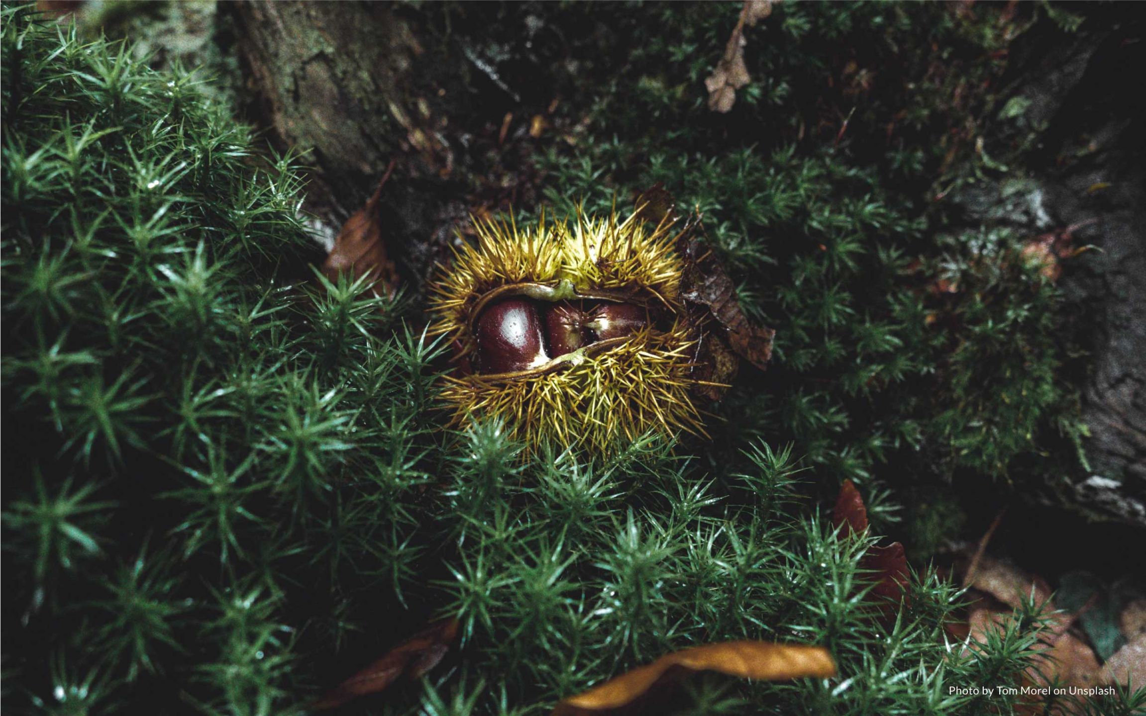 Wisk - December Seasonal Highlights